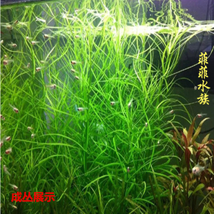 日本百叶草 一支 水中叶 中后景活水草 鱼缸水族箱造景 活体水草￥1