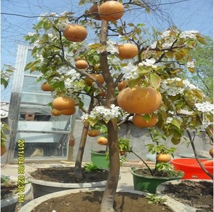 嫁接果树苗晚秋黄梨盆栽梨树树苗地栽苗南方北方种植当年结果苗$10