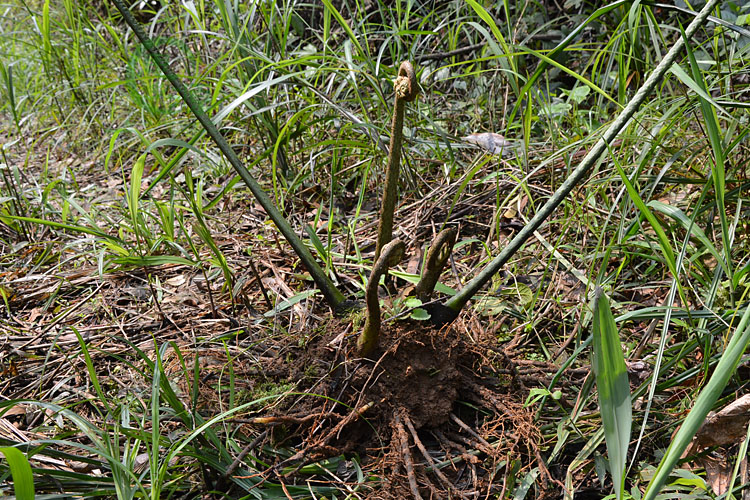 野生马蹄蕨 观音莲 观音座莲 奇花异草 蕨类植物 盆栽