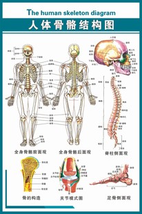 醫學骨科圖02《人體骨骼結構圖》寫真出圖海報覆膜防水多圖任選￥10