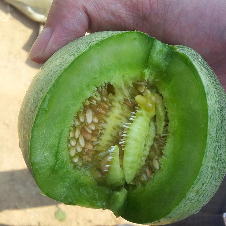 好食佬品质鲜果