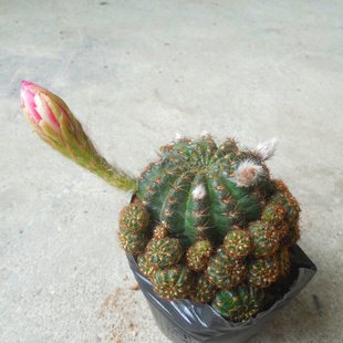 【黄仙玉】开花仙人球多肉植物盆栽多头大花阳台耐旱实拍￥13.