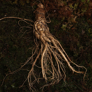 04 御参坊2018新鲜人参带土50克水参东北人参泡酒鲜