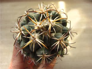 仙人球-钢钉coryphantha tripugionacantha 不算刺7.3cm￥420   4:4