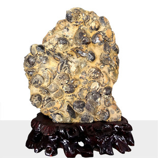 贝壳化石化石古生物化石 奇石矿物晶体菊石化石 菊螺化石 菊石￥300