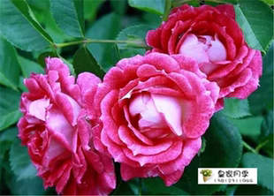 07共同庆祝(奇异盛典)群开 月季花苗 多头 嫁接苗￥15售出