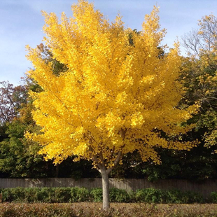 首页-木桐园林-淘宝网
