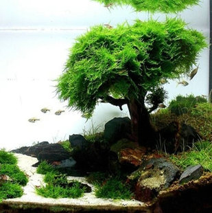 04前景草迷你矮迷你牛毛天湖葵矮挖耳爬地矮珍珠南美叉柱花水草造景