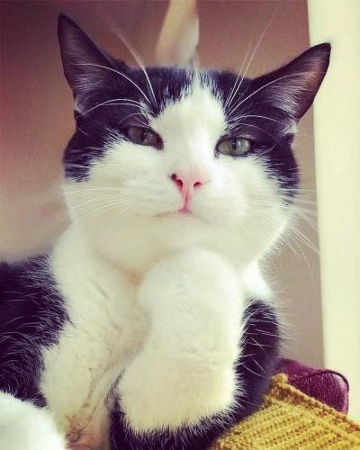 MMJ猫猫家加长女裤定制原创女装