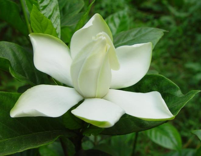 栀子花开户外运动