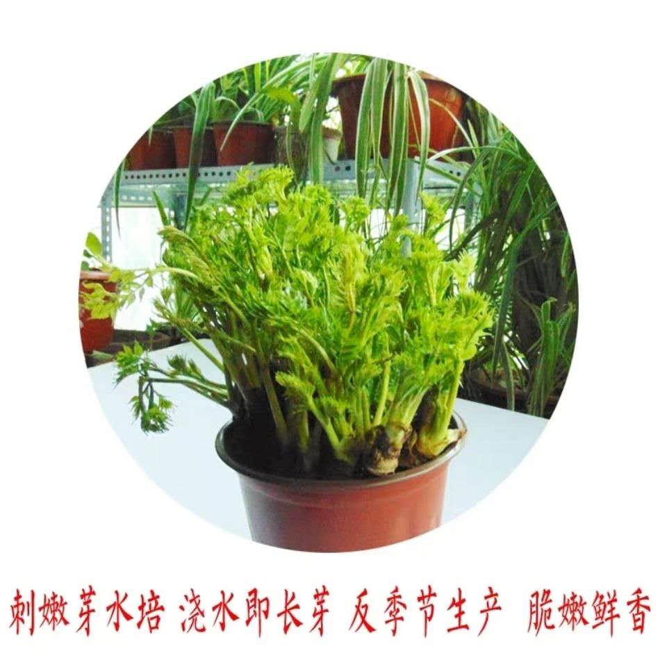 绿缘种苗店