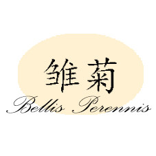 雏菊BellisPerennis