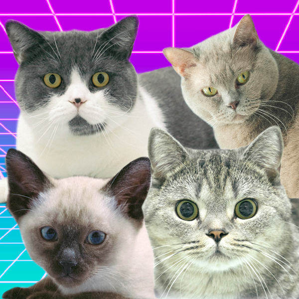 柿子菌meow