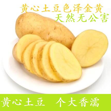 山东滕州黄金土豆