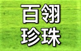 百翎珍珠