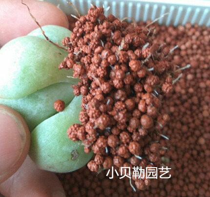 小贝园艺