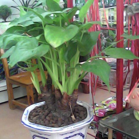 金香茉莉花