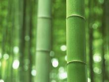 大山竹林土鸡蛋直销