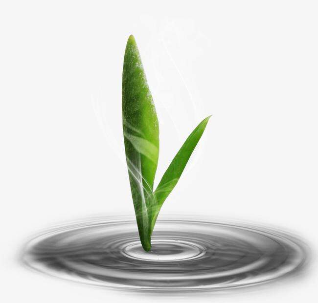优选茶厂