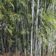 刘家人竹编