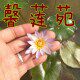 馨莲苑睡莲园