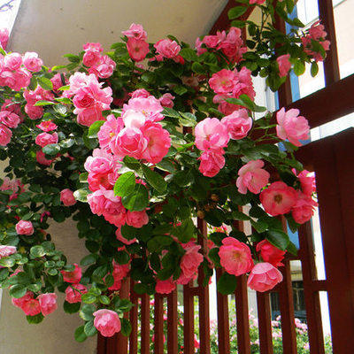 油菜花花卉