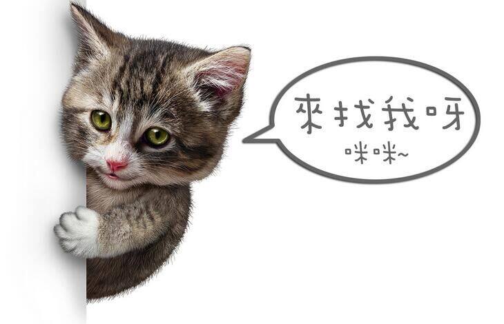小野猫童装店