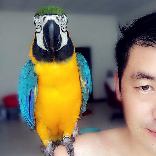 宠物大师