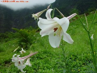 沁芳绿园