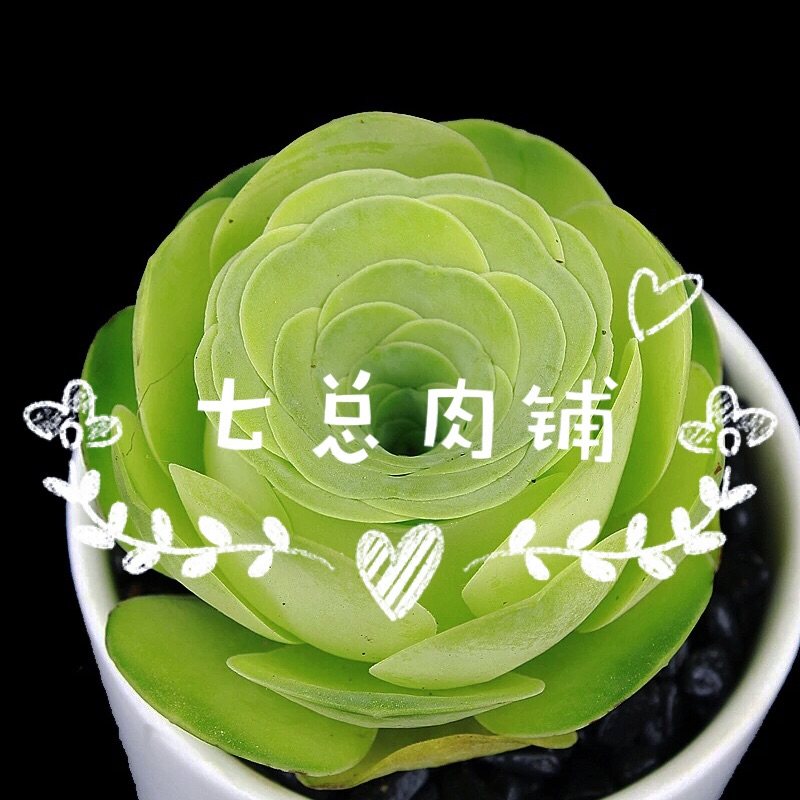 七总的多肉