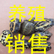 老苏龟鳖专业户
