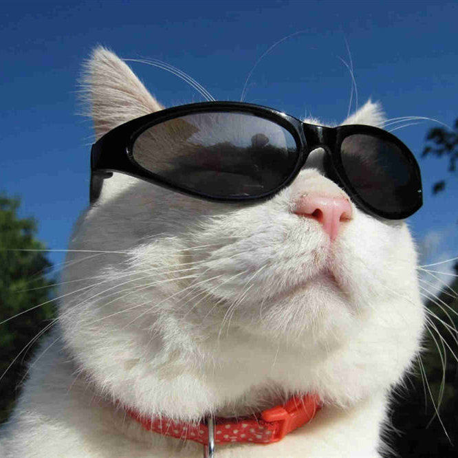 猫叔家居