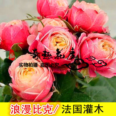 奇趣花房