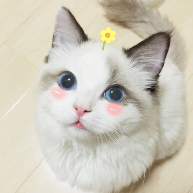 布偶喵少女馆