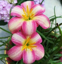 繁花风雨兰