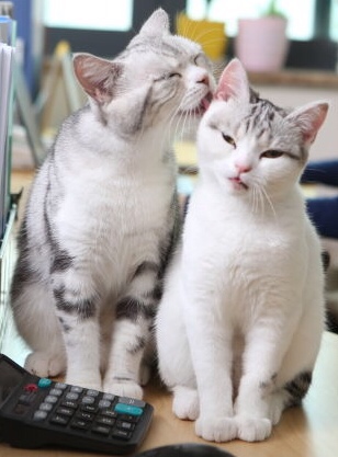 申城猫狗