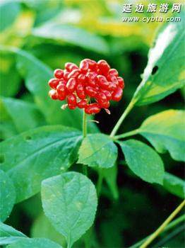 宝芝源参茸特产