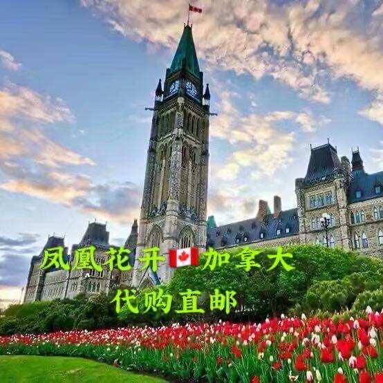 凤凰花开在加拿大