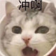 灰猫手作娃衣铺