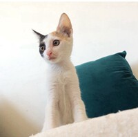 小器物