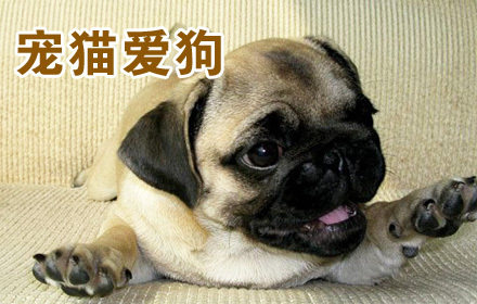 鑫泽墨宠物笼具厂