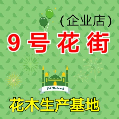 9号花街 富贵竹种植基地