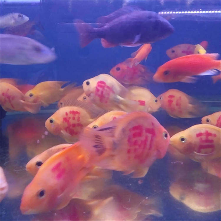 百瑞水族店 店铺LOGO