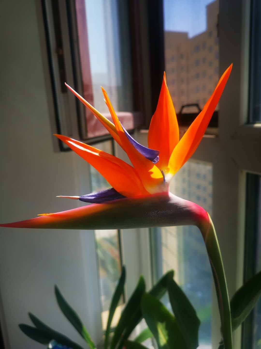 向大彪天堂鸟 鹤望兰