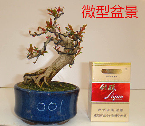 禅意微型盆景店
