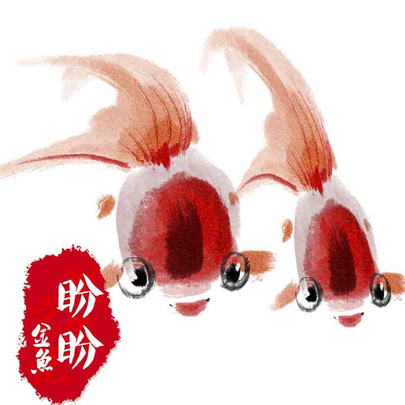 盼盼金鱼