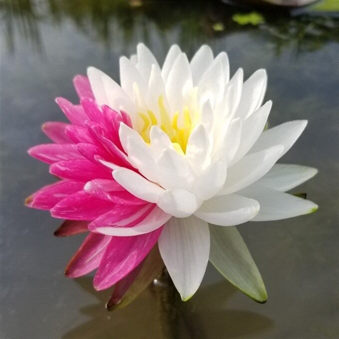 兰莲阁