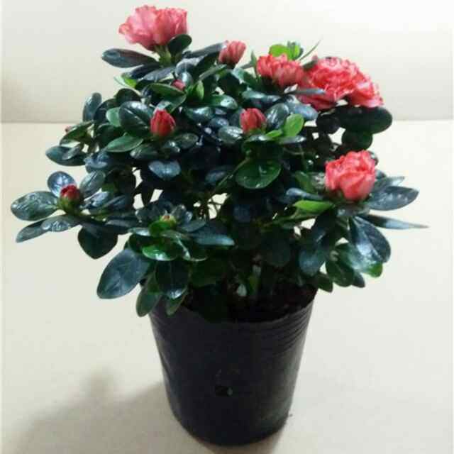 茗花有约