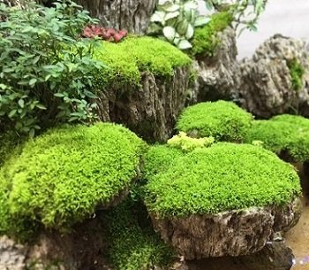 华庆苔藓种植基地