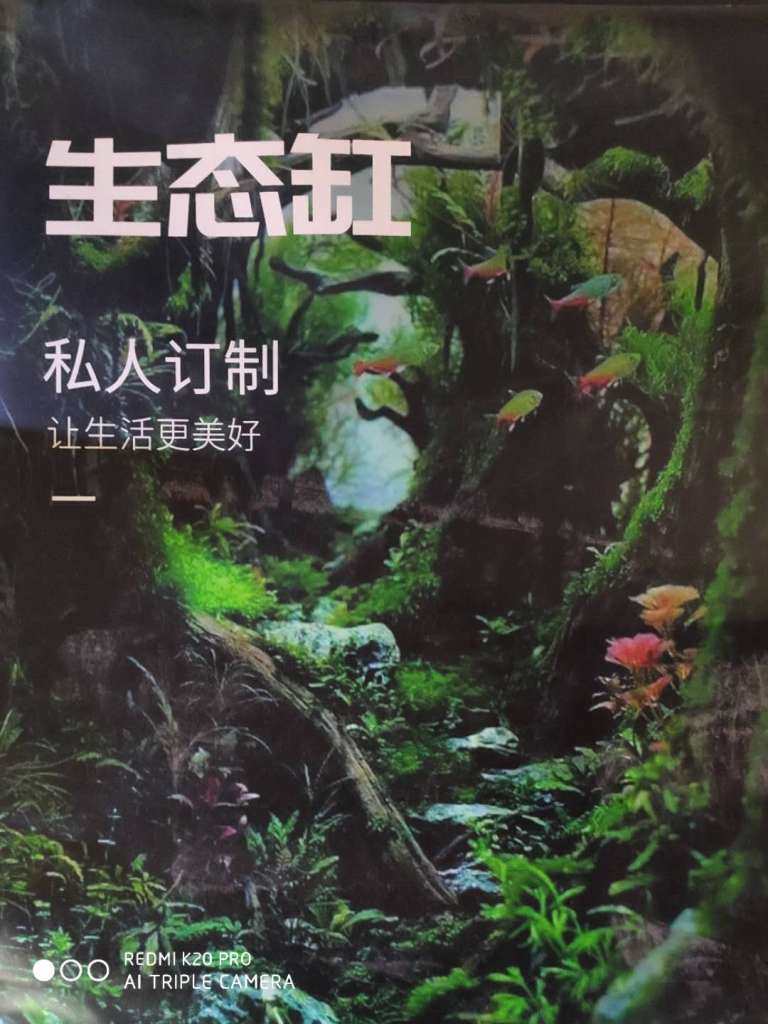 新疆植然之家生态水族